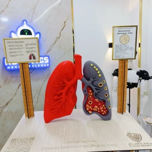 lung model 