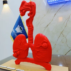 Medical model of the lung 