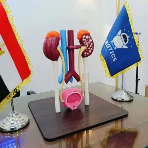 Anatomical model of the kidneys and urinary system 