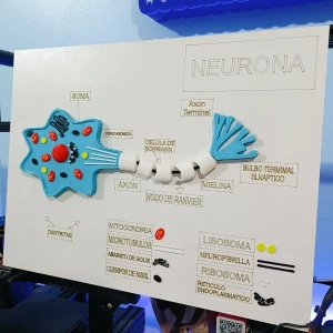 Neural cell model 