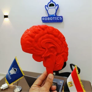 human brain model 