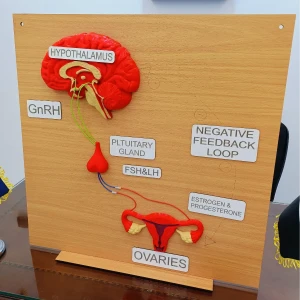 Hypothalamic-Pituitary-Ovarian Axis Model
