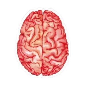 Brain