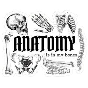 Anatomy sticker