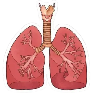 lungs