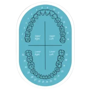 teeth numbering