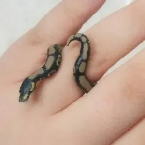 Snakey