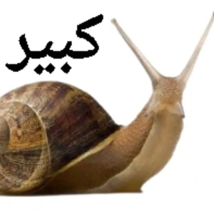 حلزون كبير عادي