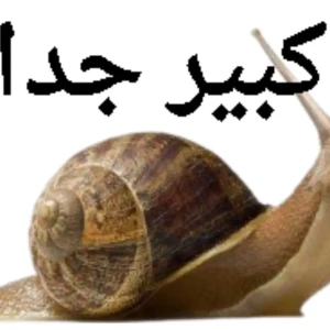 حلزون كبير جدا
