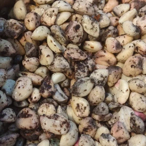 ثوم بالزعتر 1كيلو 