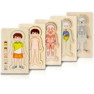 طبقات جسم الانسان خشبي