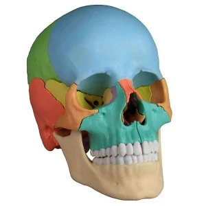 جمجمة ملونة