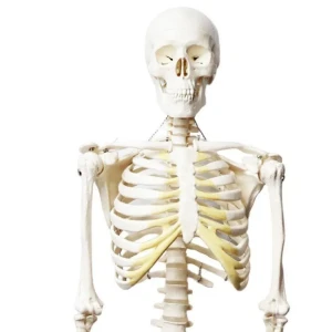 هيكل عظمي وسط