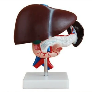 الكبد