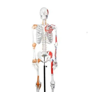 الهيكل العظمي كبير