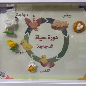 دورة حياه الدجاجة