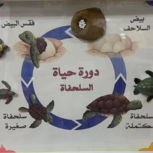 دورة حياة السلحفاة 