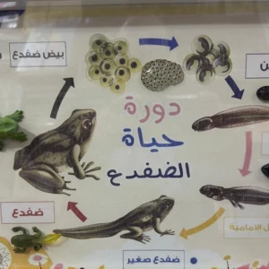 دورة حياه الضفدع