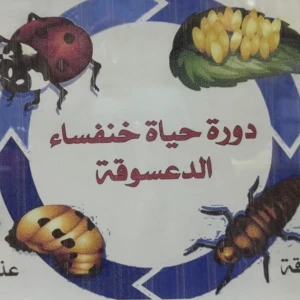 دورة حياه الخنفساء ( الدعسوقه )