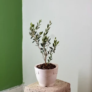 ImageProduct