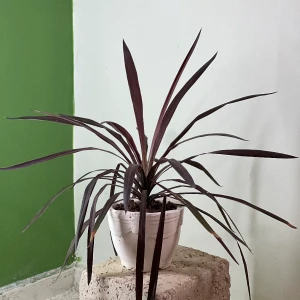 ImageProduct